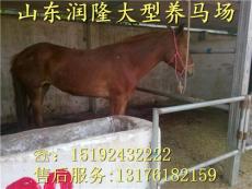 山東潤隆特種養(yǎng)殖場 匠心培育高端牲畜，引領(lǐng)農(nóng)牧業(yè)新風(fēng)尚